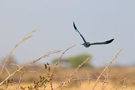 Blue-tailed bee-eaters in flight by Bärbel Severens