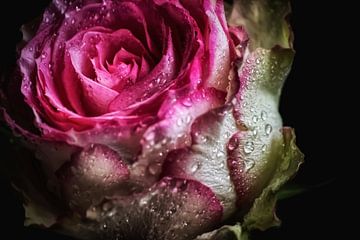 Mooie roos close-up - met druppels van marlika art