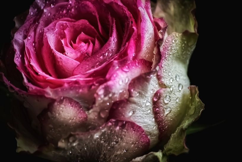 Beautiful Rose Closeup - mit Tropfen von Marlika Art