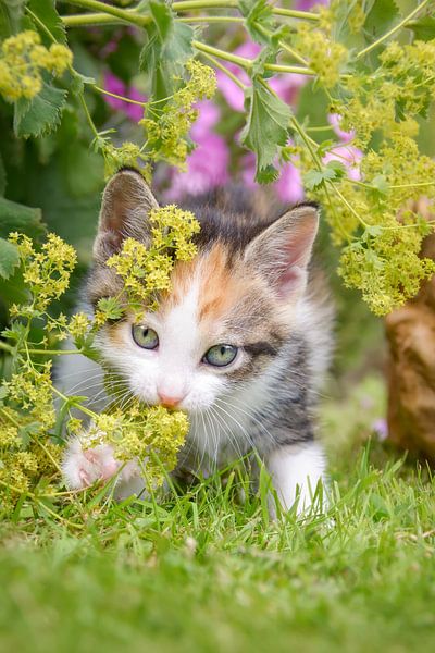 Kitten Playing with Flowers by Katho Menden