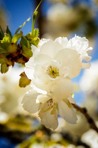 Prunus von Marly De Kok