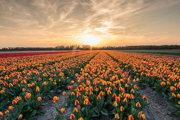 Champs de tulipes au lever du soleil. sur Peter Haastrecht, van