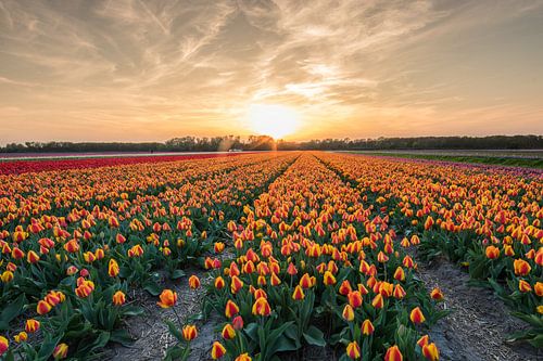 Sonnenaufgangstulpenfelder.