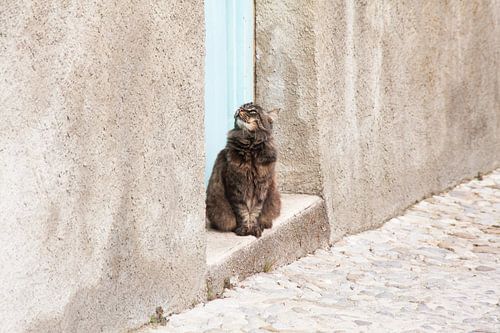 Kat in een dorpje in Zuid-Frankrijk