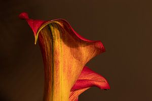 Calla's in rood en geel van Irene Ruysch