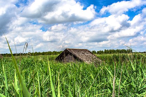 Bad Buchau : Federsee