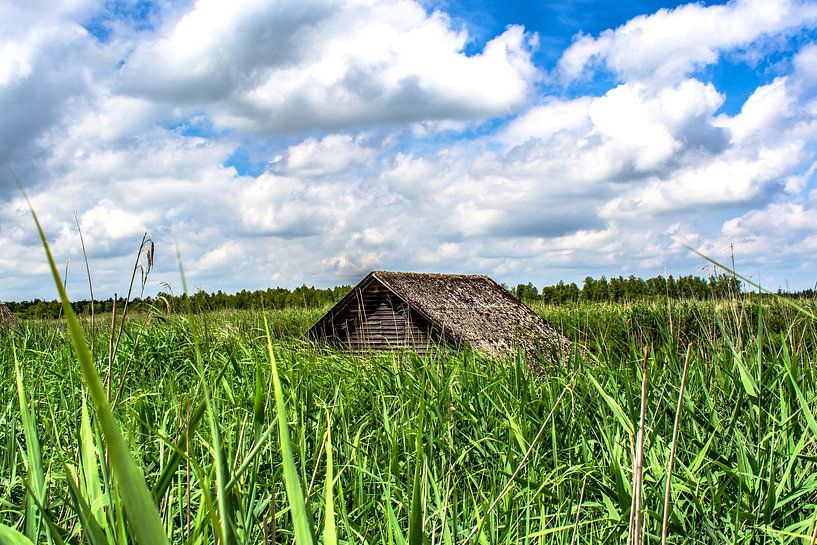 Bad Buchau : Federsee von Photoart-Naegele