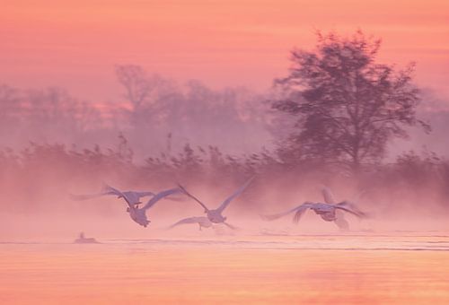 Zwanen die opstijgen uit de mist