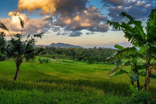 Rice fields flanked by palm trees