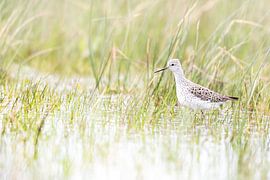 Pool rustler in early spring