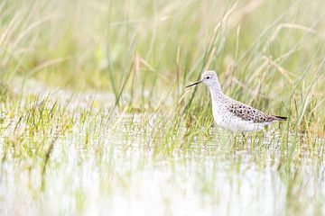 Poelruiter in het vroege voorjaar van Danny Slijfer Natuurfotografie
