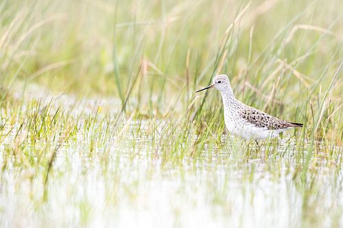 Poelruiter in het vroege voorjaar