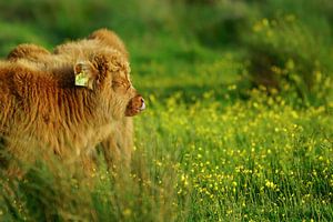 Le Highlander écossais en voyage de printemps sur Dirk van Egmond