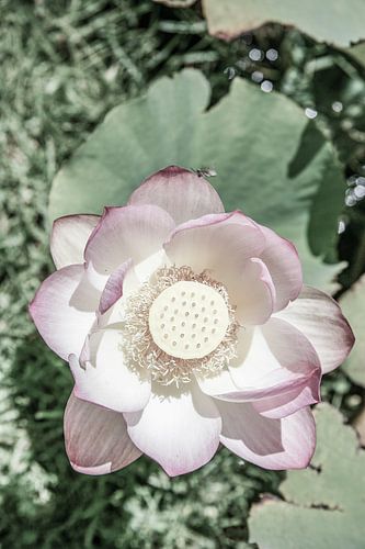 Lotus Serenity
