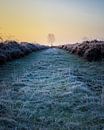 Solitary tree in frozen heather at sunrise (vertical) van Luis Boullosa thumbnail