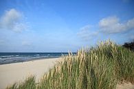 Strandgras van Ostsee Bilder thumbnail