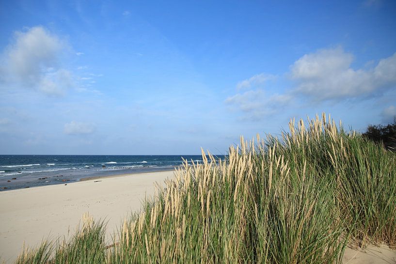 Beach grass by Ostsee Bilder