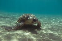 Zeeschildpad in Zakynthos