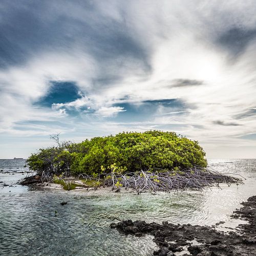 Mangrove Curacao