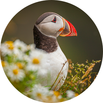 Portret van een Papegaaiduiker (Fratercula arctica)