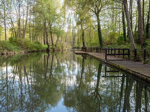 Natuurreservaat in het Spreewald in Brandenburg