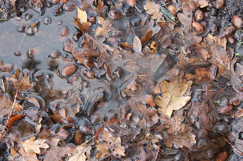 Plas water met bladeren en eikels