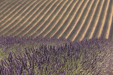 Lavendelvelden in de Franse provincie Provence van gaps photography