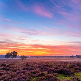 Sonnenaufgang Die Hoorneboegse Heide von Anthony Trabano