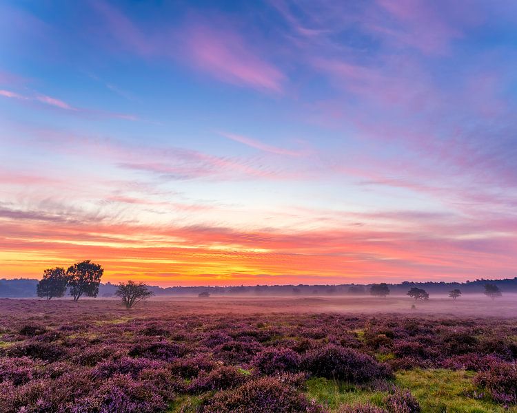 Sonnenaufgang Die Hoorneboegse Heide von Anthony Trabano