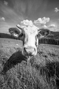 Adorable vache de l'Allgäu en noir et blanc sur Leo Schindzielorz