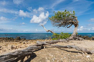 Divi divi tree