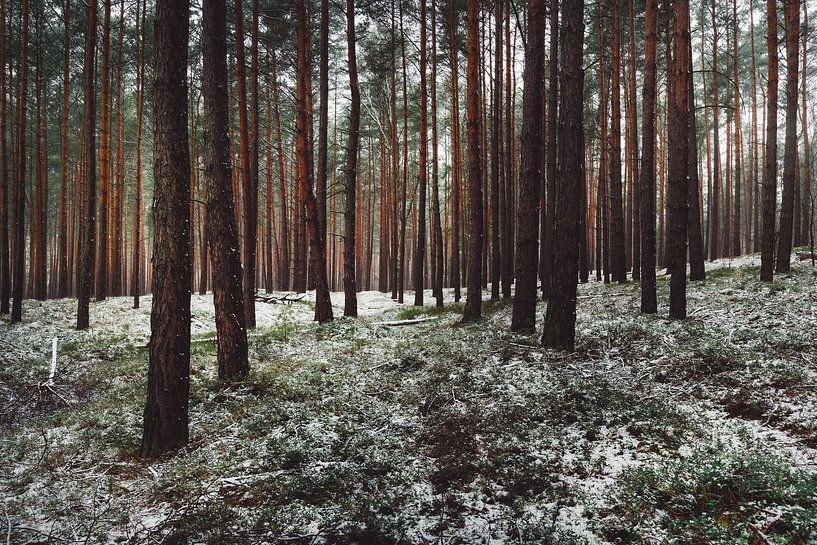 Snow in the coniferous forest by Skyze Photography by André Stein