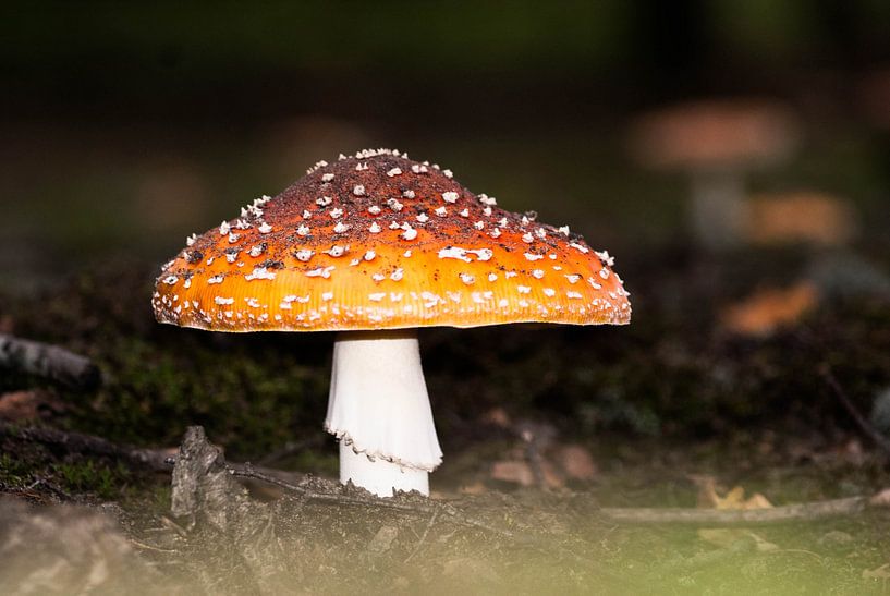 SONY DSC van Thomas Depauw