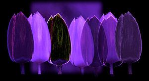 Paarse Tulpen