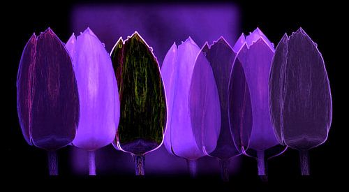 Paarse Tulpen