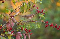 Kiebitz in Herbststimmung
