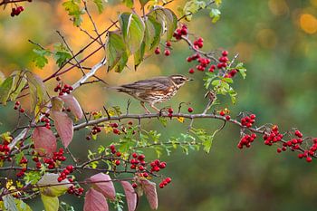 Kiebitz in Herbststimmung