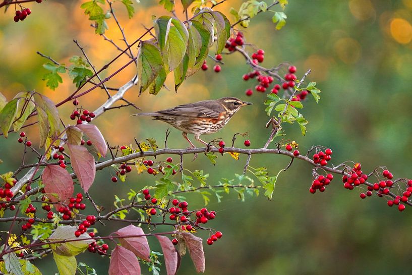 Kiebitz in Herbststimmung von Vincent Verkuil