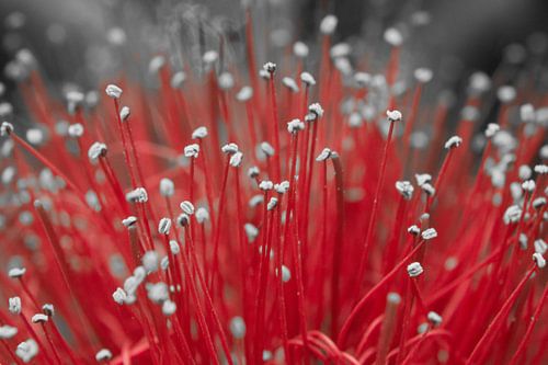 Détails enchanteurs : un gros plan sur la splendeur de la nature