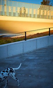Dalmatiner im Schatten - Geländer in der Abendsonne von Michael Moser