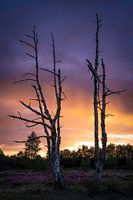 Herfstpracht op heide