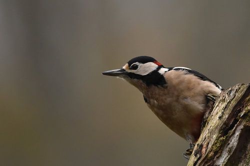 Bonte specht groot, man