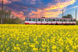 Straßenbahn im Rapsfeld von KuLeArt