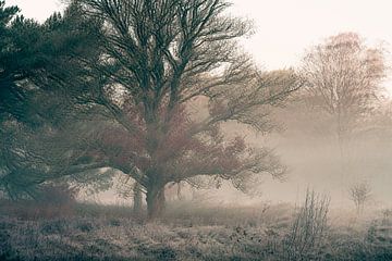 Wolfhezerheide, part 173