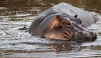 Hippopotame en Tanzanie