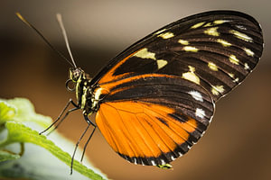 Vlinder