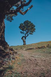 Fanal Forest in Madeira by Erwin van Kester
