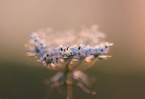 weiße Wildblume
