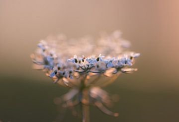 weiße Wildblume von Tania Perneel