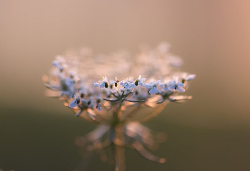 witte wilde bloem van Tania Perneel